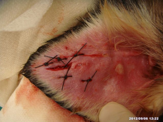 七里動物病院のホームページの画像